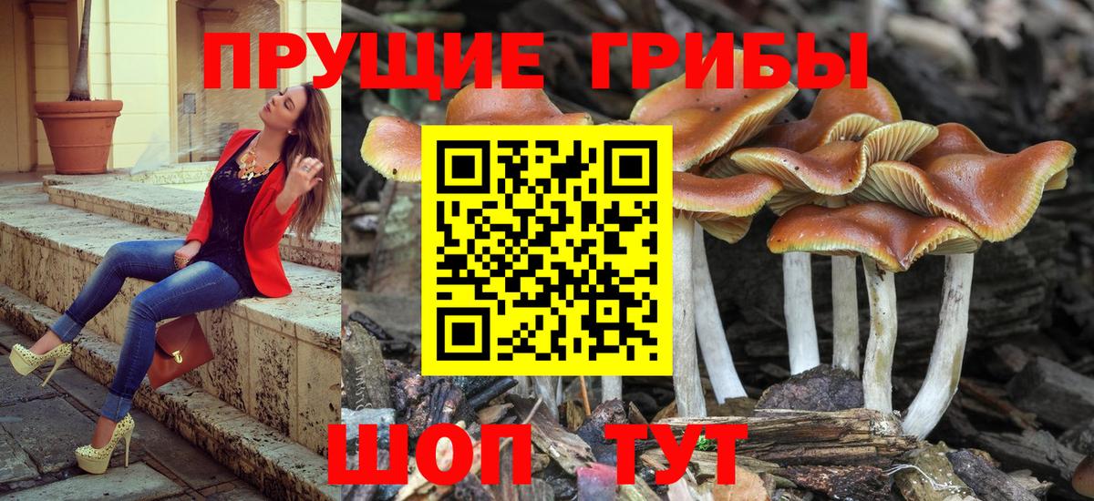 Кириши  Галлюциногенные грибы Cubensis  где продают   Вход с VPN 